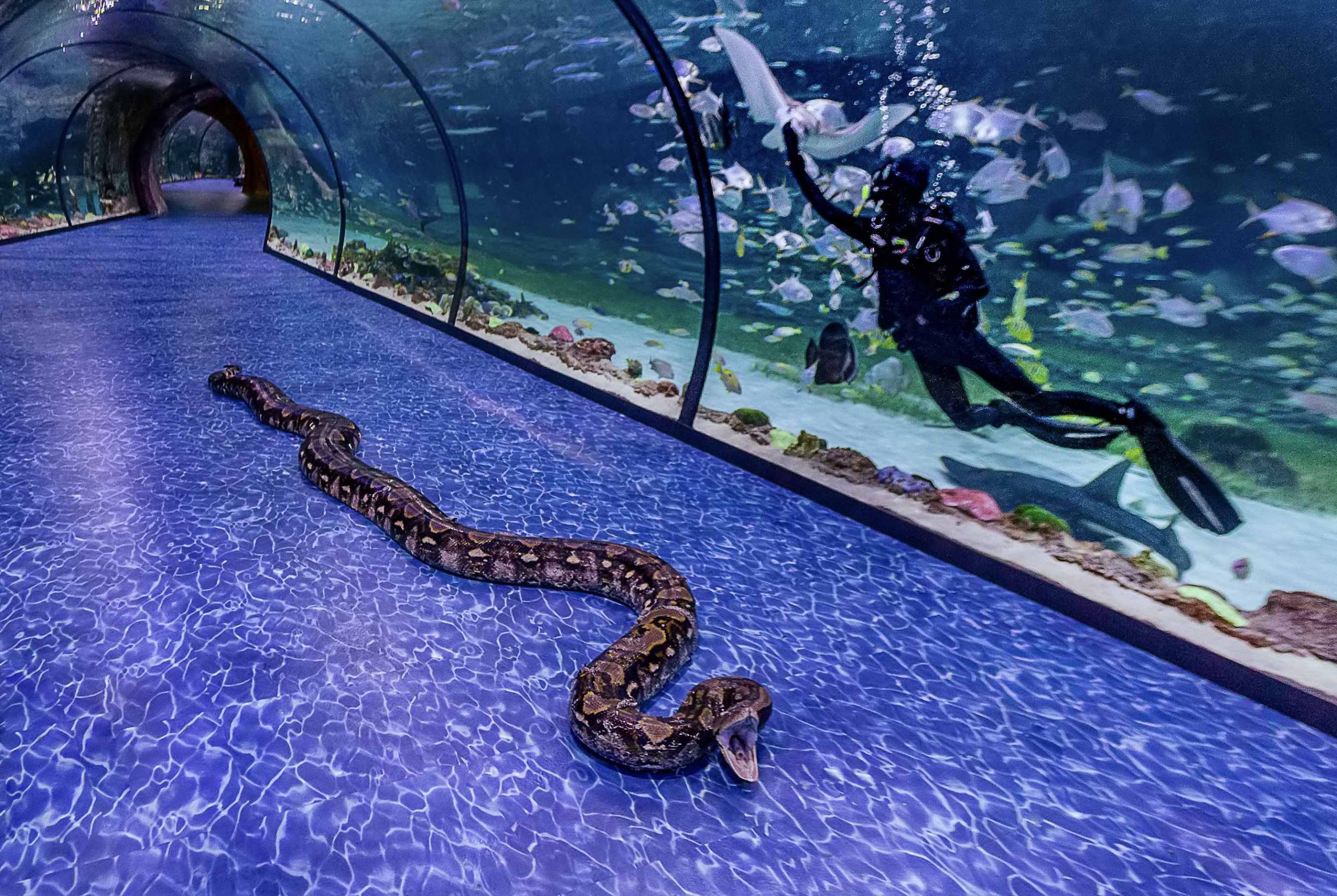 National Aquarium Snake