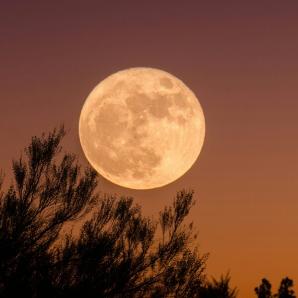 Flower Moon in the UAE